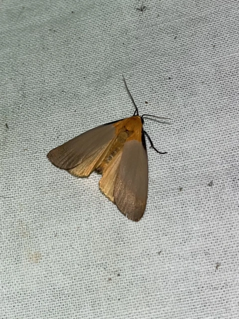 Lithosia quadra - négypettyes zuzmószövő