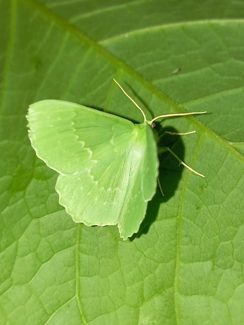 Geometra papilionaria - nagy zöldaraszoló