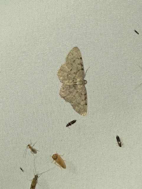 Aethalura punctulata - szürke égeraraszoló