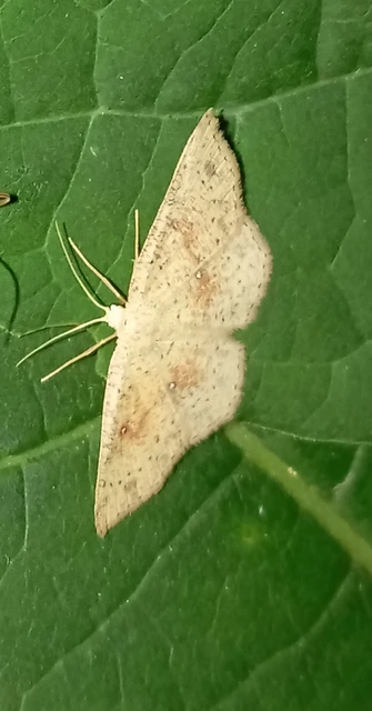 Cyclophora porata - körös pettyesaraszoló
