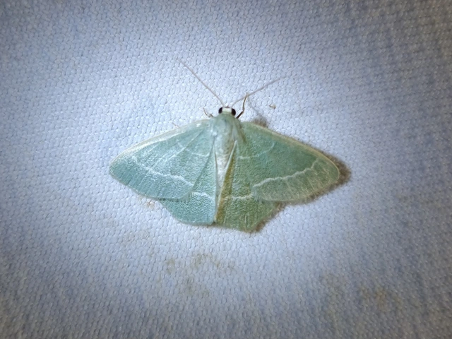 Chlorissa viridata/cloraria