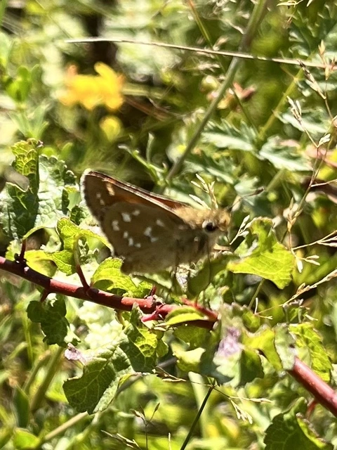 Hesperia comma - vesszős busalepke