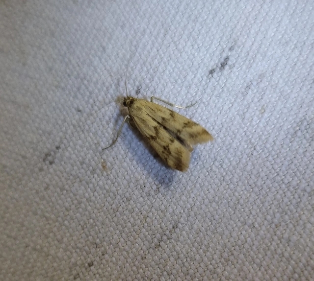 Homoeosoma sinuella - agyagsárga karcsúmoly