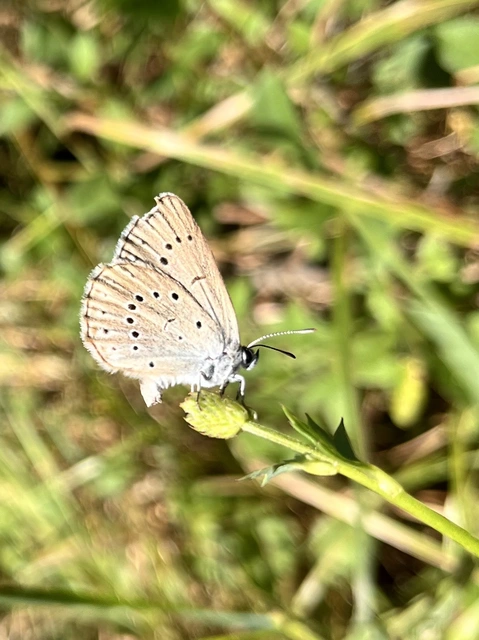 Phengaris teleius - vérfű-hangyaboglárka