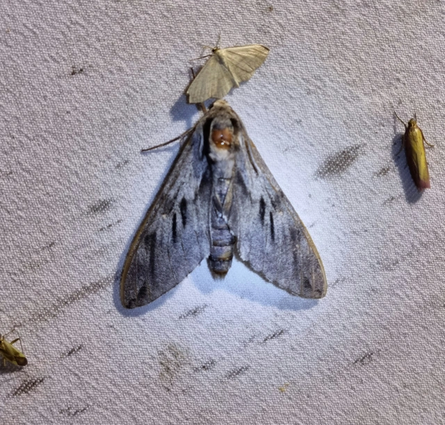 Hyloicus pinastri - fenyőszender
