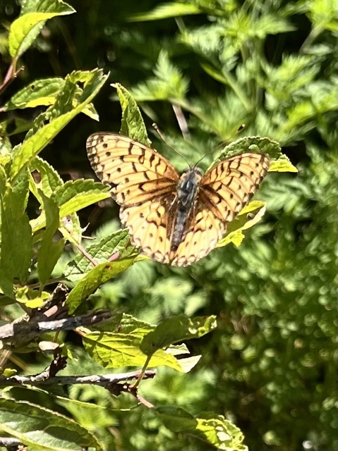 Argynnis niobe - ibolya-gyöngyházlepke