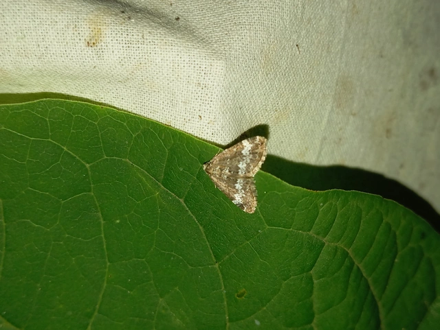 Perizoma alchemillata - árvacsalán-araszoló