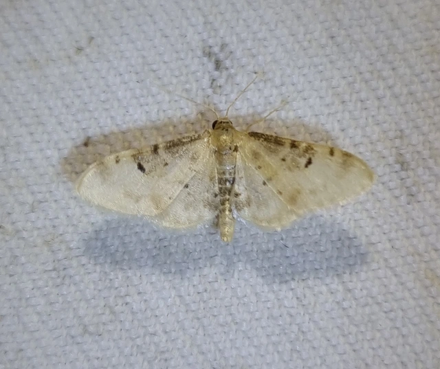 sötéttövű apróaraszoló - Idaea filicata