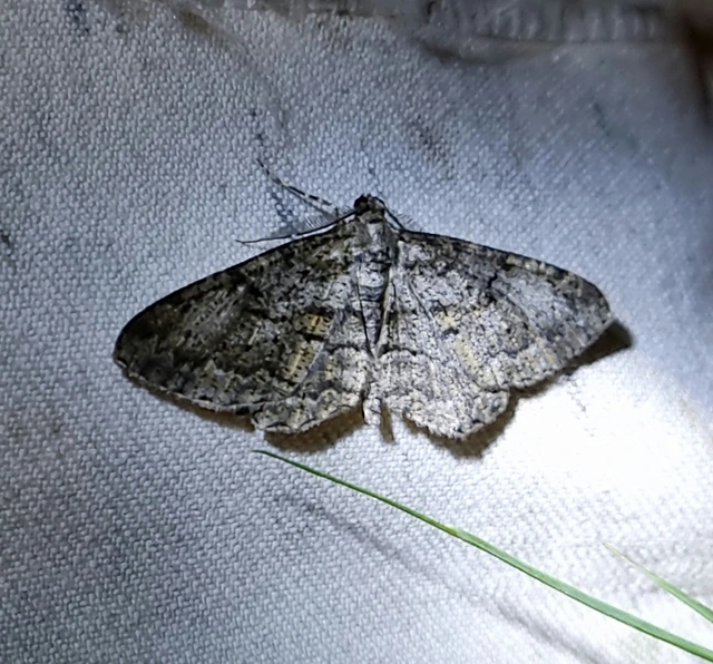 ékköves faaraszoló - Peribatodes rhomboidaria