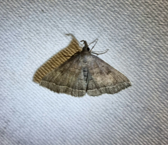 tollascsápú karcsúbagoly - Pechipogo plumigeralis