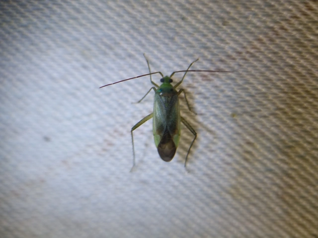 Adelphocoris lineolatus - lucernapoloska