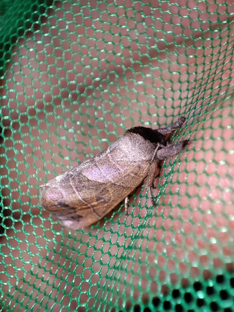 Clostera anastomosis - barna levélszövő