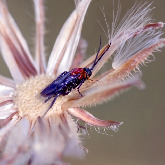 Microgastrinae