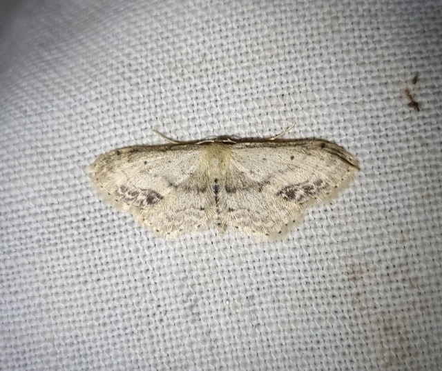 gyakori apróaraszoló - Idaea dimidiata