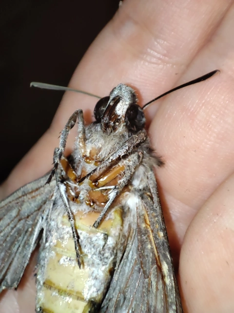 fenyőszender - Hyloicus pinastri