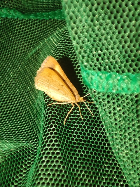 Tephrina arenacearia - lucerna-araszoló