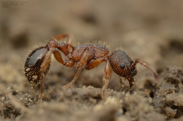 Myrmica schencki - kétszínű bütyköshangya