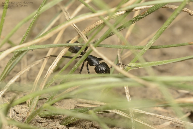 Camponotus vagus - fekete lóhangya