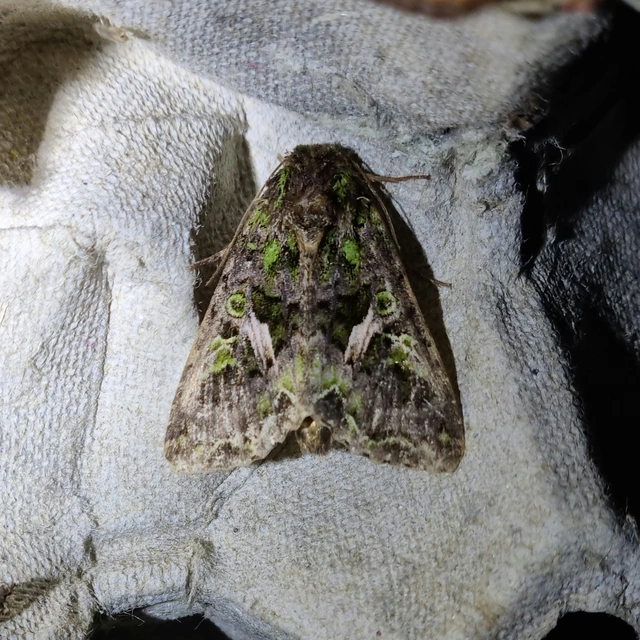 nyári zöldbagoly - Trachea atriplicis