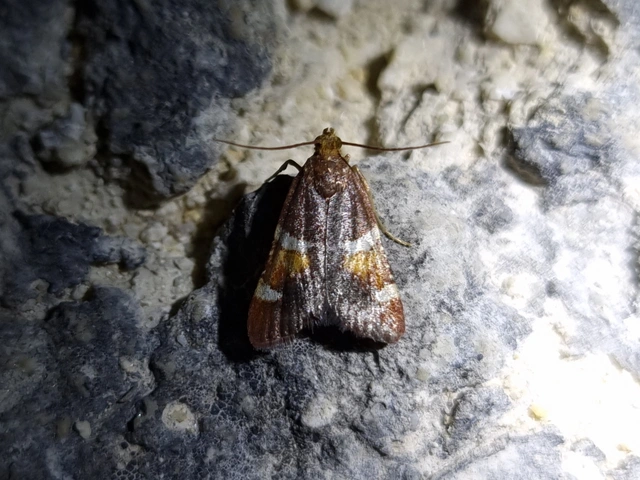 pompás fényilonca - Pyralis regalis