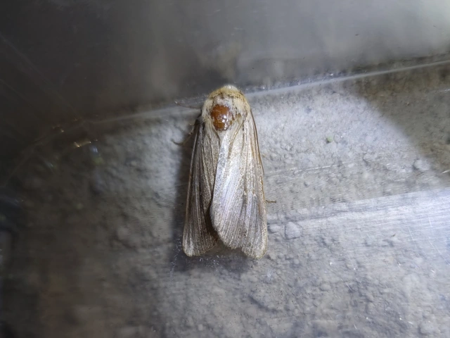 déli rétibagoly - Leucania loreyi