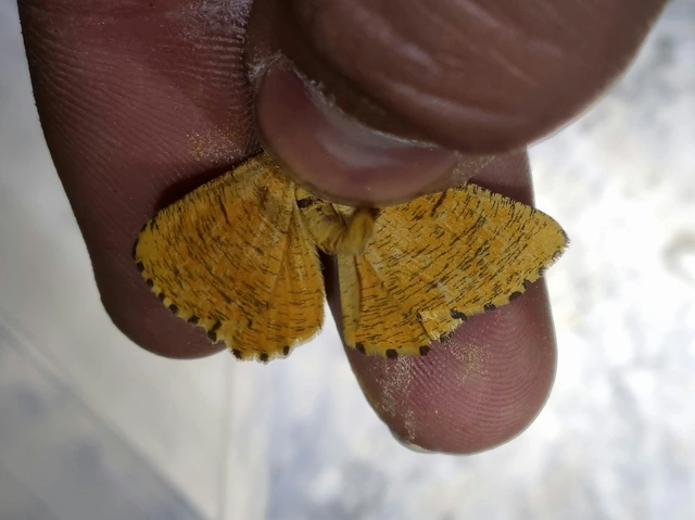 Angerona prunaria - sárga kökényaraszoló