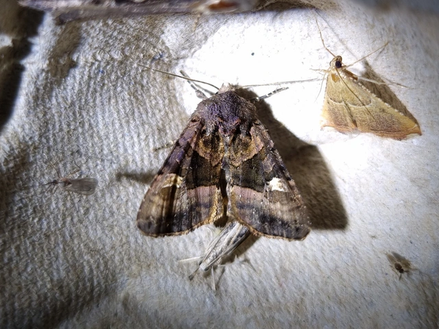 Euplexia lucipara - szeder-csipkésbagoly