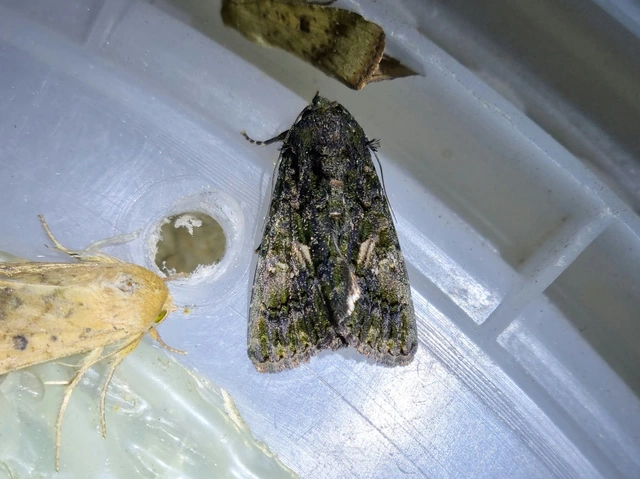 Anophia leucomelas - déli folyófűbagoly