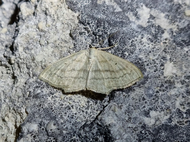 Scopula nigropunctata - feketepettyes araszoló