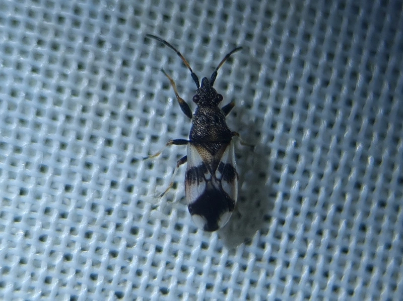 Macroplax fasciata