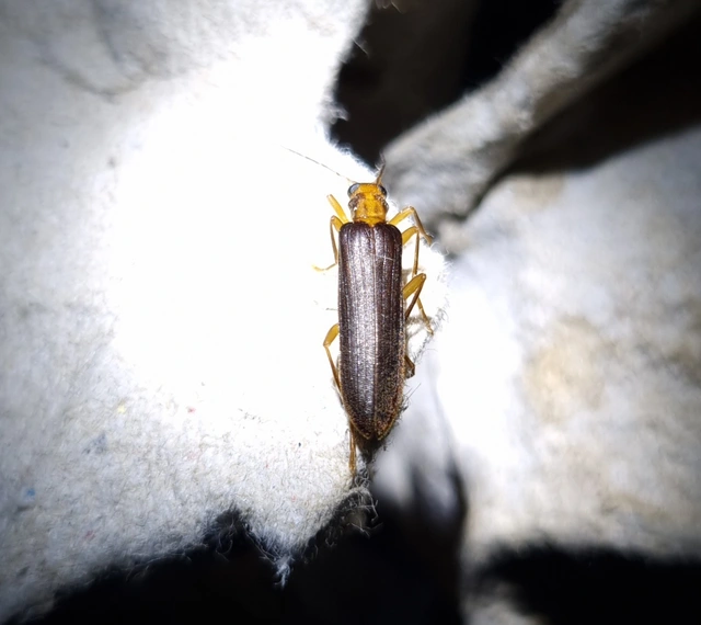 Nacerdes carniolica - karnóliai álcincér