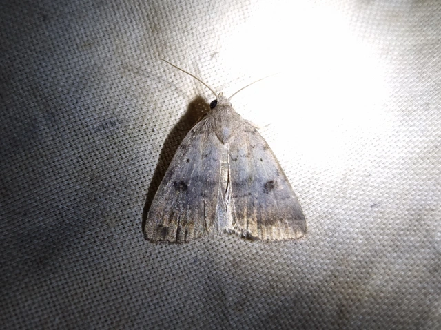 homoki lápibagoly - Athetis furvula