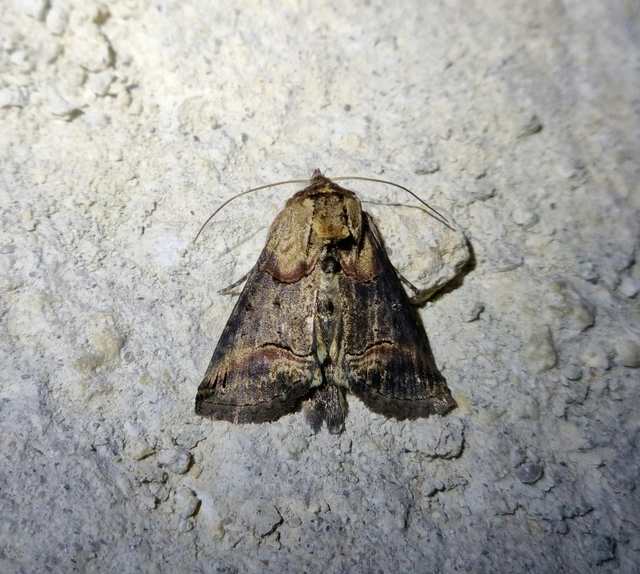 közönséges csalánbagoly - Abrostola triplasia