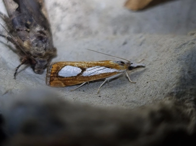 Catoptria