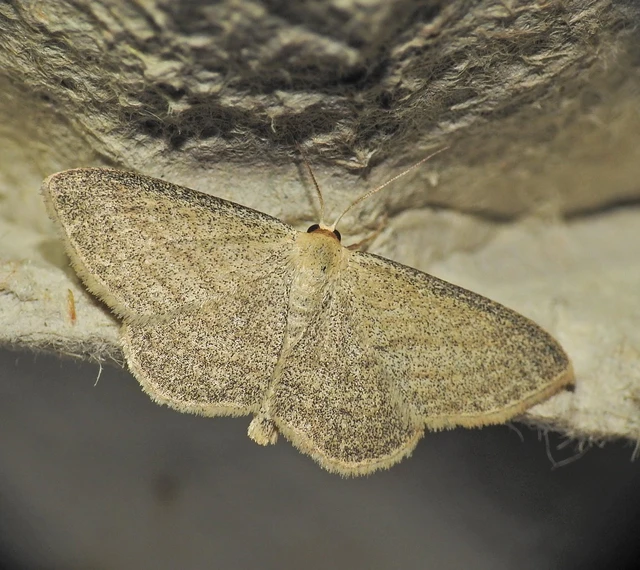 Scopula virgulata - vesszős sávosaraszoló