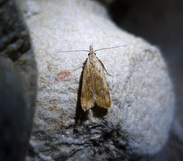 rozsdás sarlósmoly - Dichomeris derasella