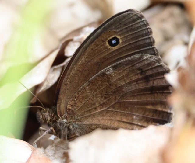 Minois dryas - fekete szemeslepke
