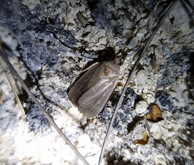 déli lápibagoly - Proxenus hospes