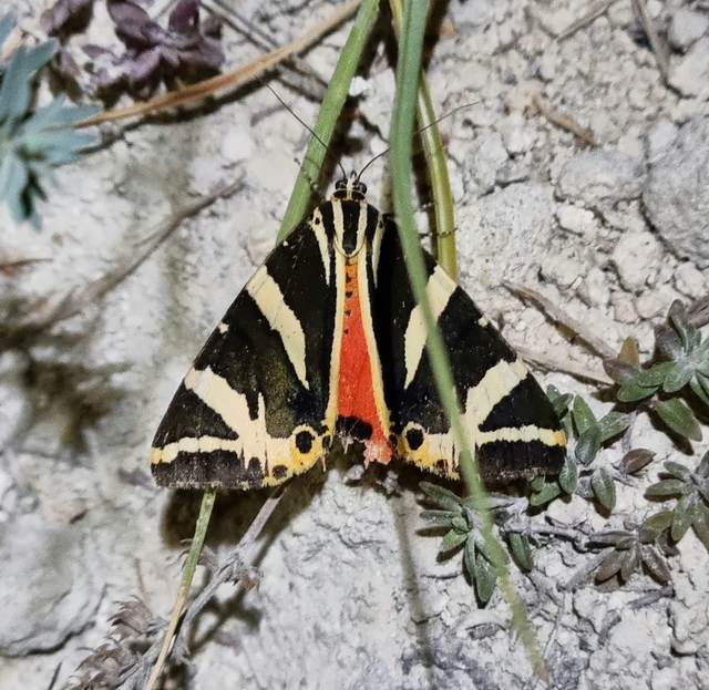 csíkos medvelepke - Euplagia quadripunctaria