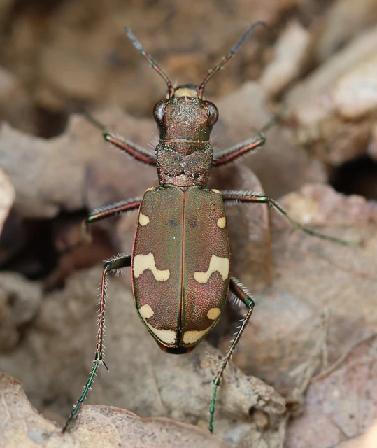 Cicindela sylvicola - erdei homokfutrinka