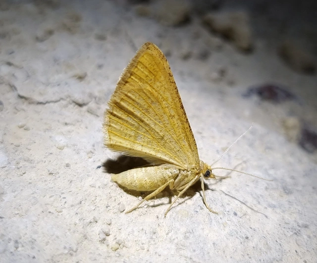 Tephrina arenacearia - lucerna-araszoló