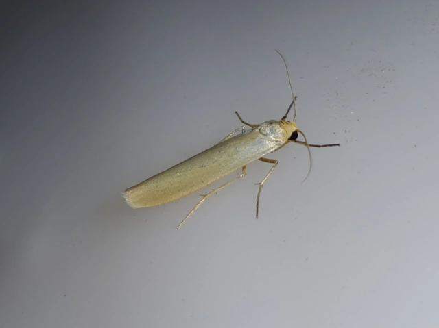 déli zuzmószövő - Eilema caniola