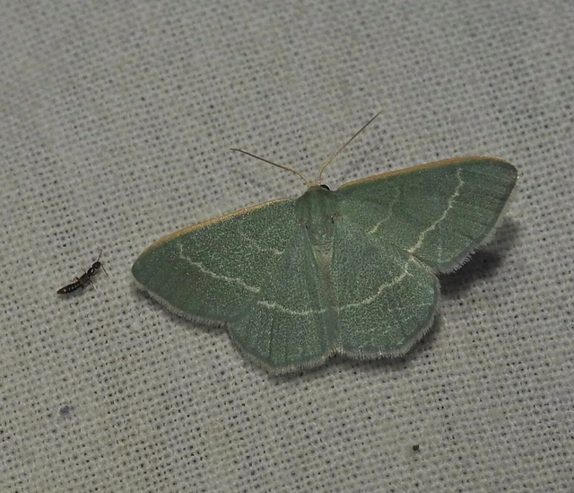 Chlorissa viridata - üdezöld araszoló