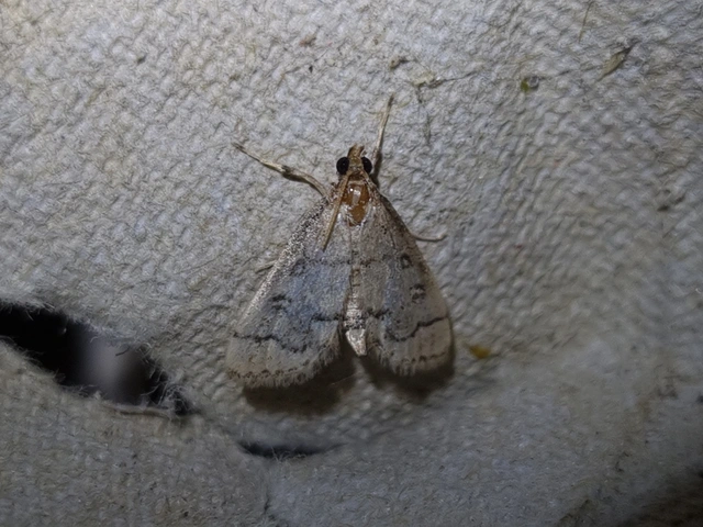 Metasia ophialis - kígyósávos tűzmoly
