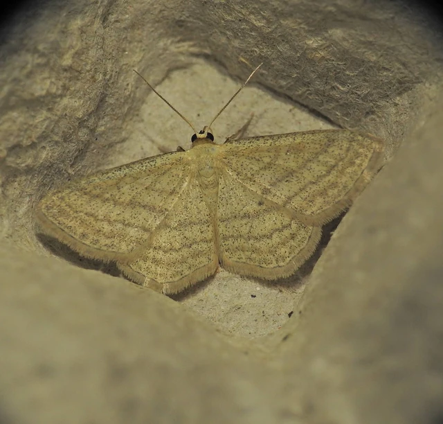 Scopula virgulata - vesszős sávosaraszoló
