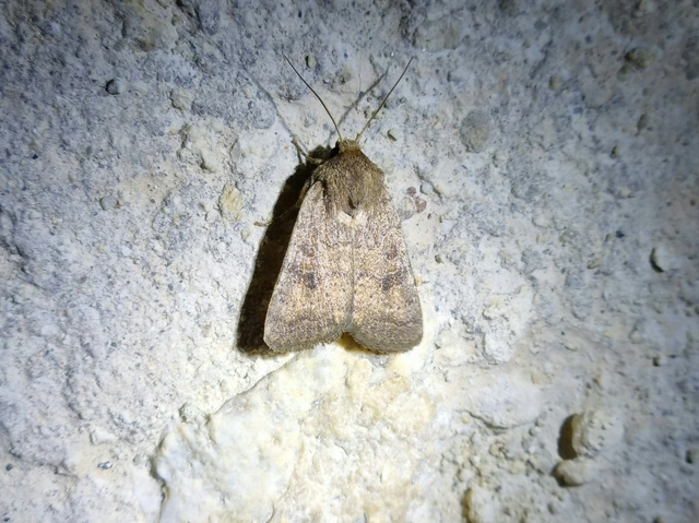 Hoplodrina octogenaria - barna selymesbagoly