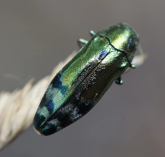 Coraebus fasciatus - szalagos díszbogár Coraebus fasciatus - szalagos díszbogár
