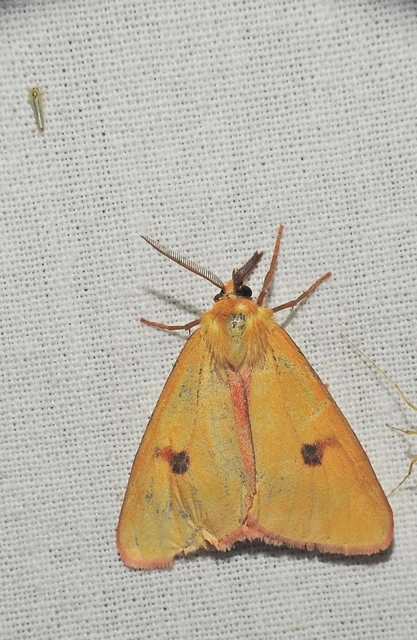 Diacrisia sannio - vörösszélű medvelepke