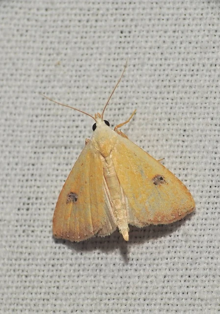 Rivula sericealis - selymes lórombagoly