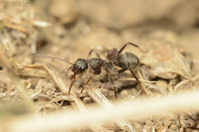 Formica cunicularia - gyakori rabszolgahangya